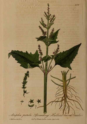 Reproducción/Reproduction 49787608943: British phaenogamous botany,. Oxford,Published by the author, sold by J.H. Parker [etc.]1834-43.. 