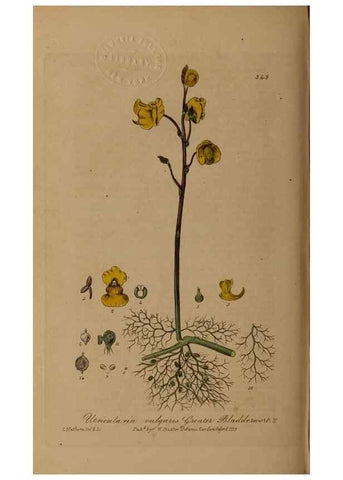 Reproducción/Reproduction 49788148106: British phaenogamous botany,. Oxford,Published by the author, sold by J.H. Parker [etc.]1834-43.. 