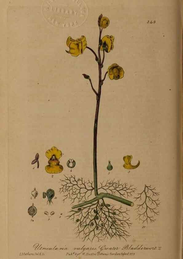 Reproducción/Reproduction 49788148106: British phaenogamous botany,. Oxford,Published by the author, sold by J.H. Parker [etc.]1834-43.. 