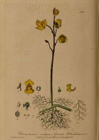 Reproducción/Reproduction 49788148106: British phaenogamous botany,. Oxford,Published by the author, sold by J.H. Parker [etc.]1834-43.. 