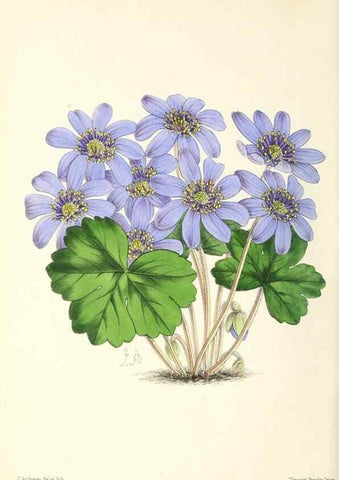 Reproducción/Reproduction 49797233361: The floral magazine;. London,L. Reeve & Co.. 