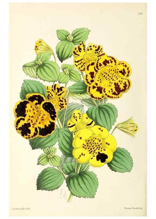 Reproducción/Reproduction 49796687973: The floral magazine;. London,L. Reeve & Co.. 
