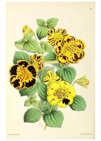 Reproducción/Reproduction 49796687973: The floral magazine;. London,L. Reeve & Co.. 