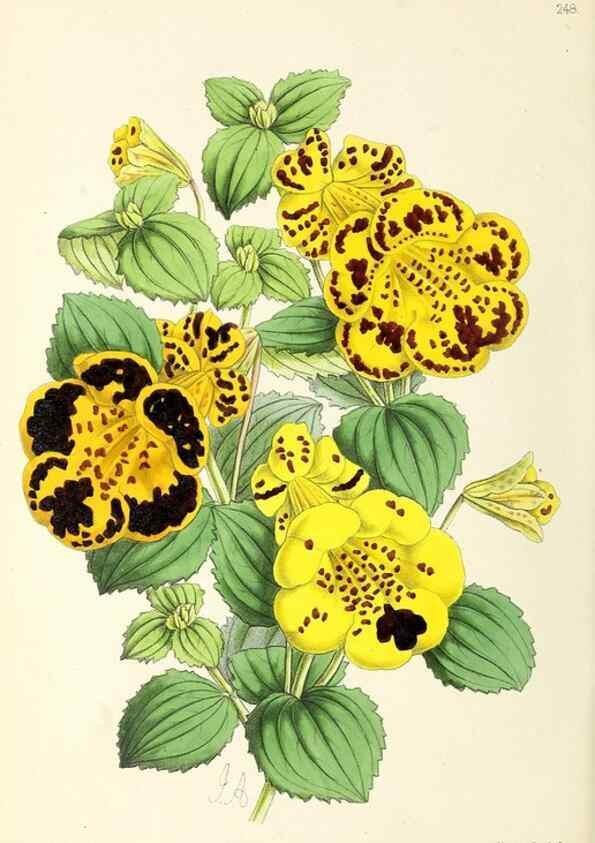 Reproducción/Reproduction 49796687973: The floral magazine;. London,L. Reeve & Co.. 