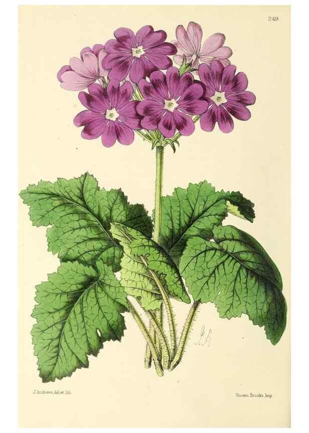Reproducción/Reproduction 49797541532: The floral magazine;. London,L. Reeve & Co.. 