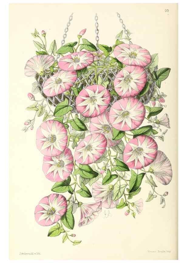 Reproducción/Reproduction 49797462041: The floral magazine;. London,L. Reeve & Co.. 