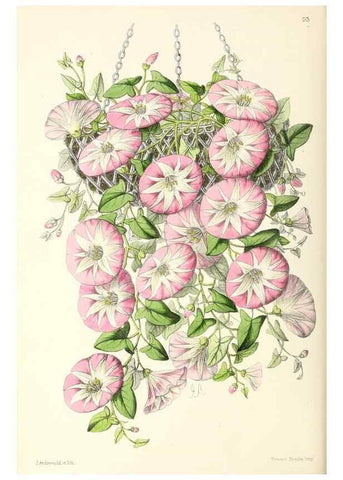 Reproducción/Reproduction 49797462041: The floral magazine;. London,L. Reeve & Co.. 