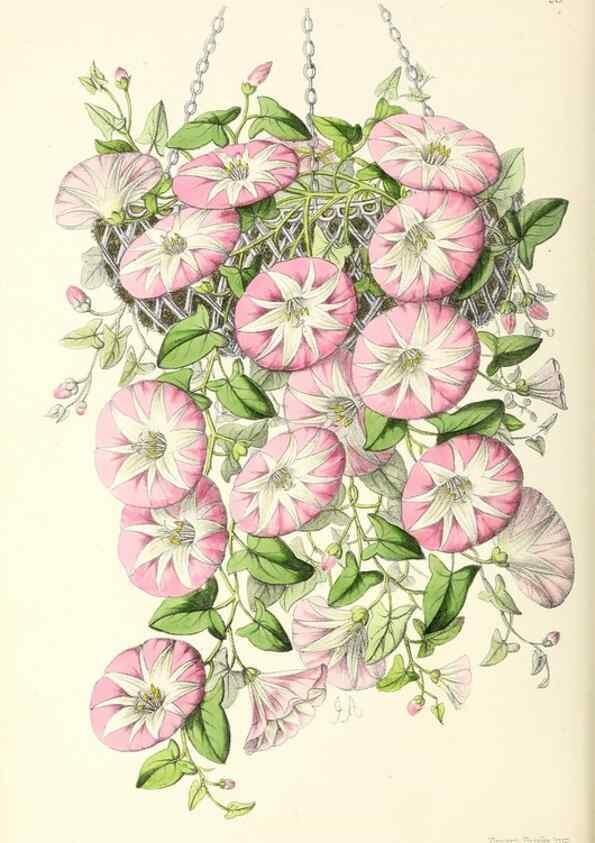 Reproducción/Reproduction 49797462041: The floral magazine;. London,L. Reeve & Co.. 