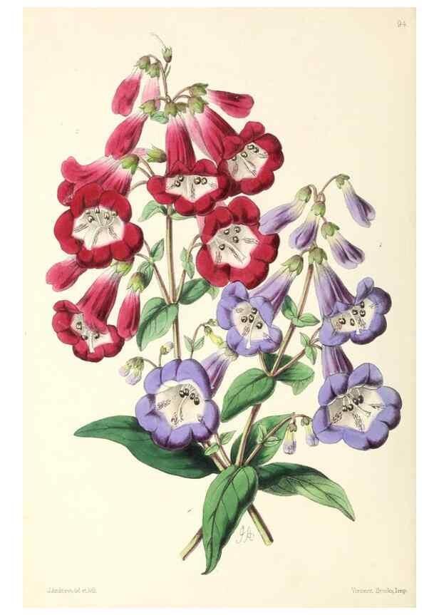 Reproducción/Reproduction 49797772407: The floral magazine;. London,L. Reeve & Co.. 