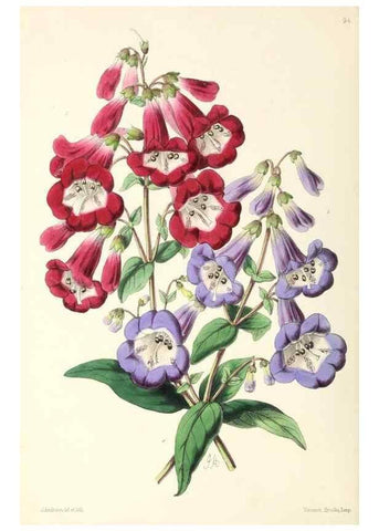 Reproducción/Reproduction 49797772407: The floral magazine;. London,L. Reeve & Co.. 