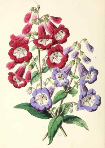Reproducción/Reproduction 49797772407: The floral magazine;. London,L. Reeve & Co.. 