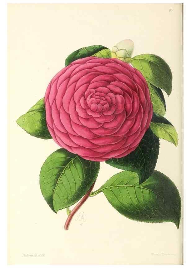 Reproducción/Reproduction 49797462811: The floral magazine;. London,L. Reeve & Co.. 