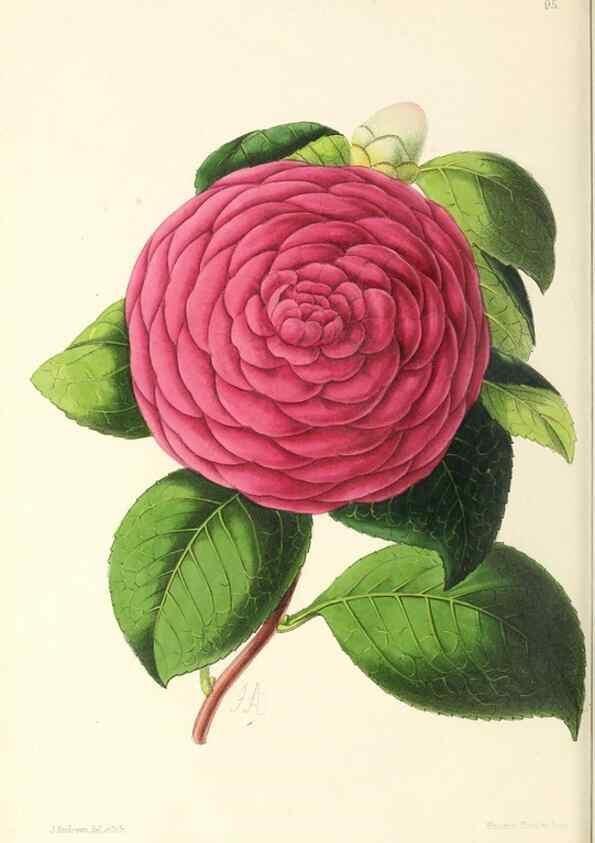 Reproducción/Reproduction 49797462811: The floral magazine;. London,L. Reeve & Co.. 