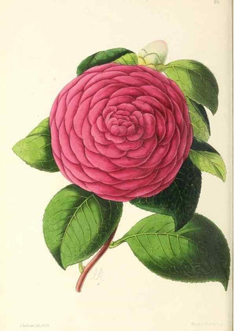 Reproducción/Reproduction 49797462811: The floral magazine;. London,L. Reeve & Co.. 