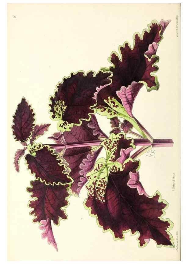 Reproducción/Reproduction 49797773247: The floral magazine;. London,L. Reeve & Co.. 
