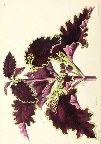Reproducción/Reproduction 49797773247: The floral magazine;. London,L. Reeve & Co.. 