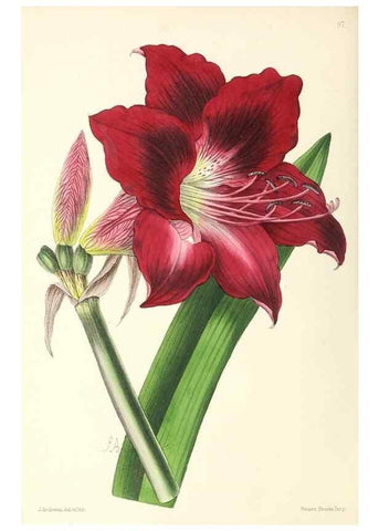 Reproducción/Reproduction 49797773612: The floral magazine;. London,L. Reeve & Co.. 