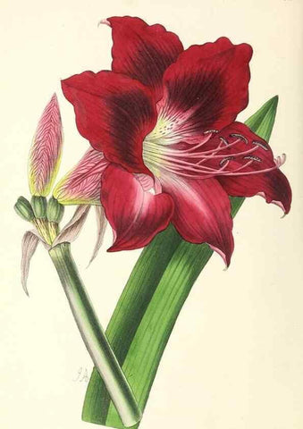 Reproducción/Reproduction 49797773612: The floral magazine;. London,L. Reeve & Co.. 
