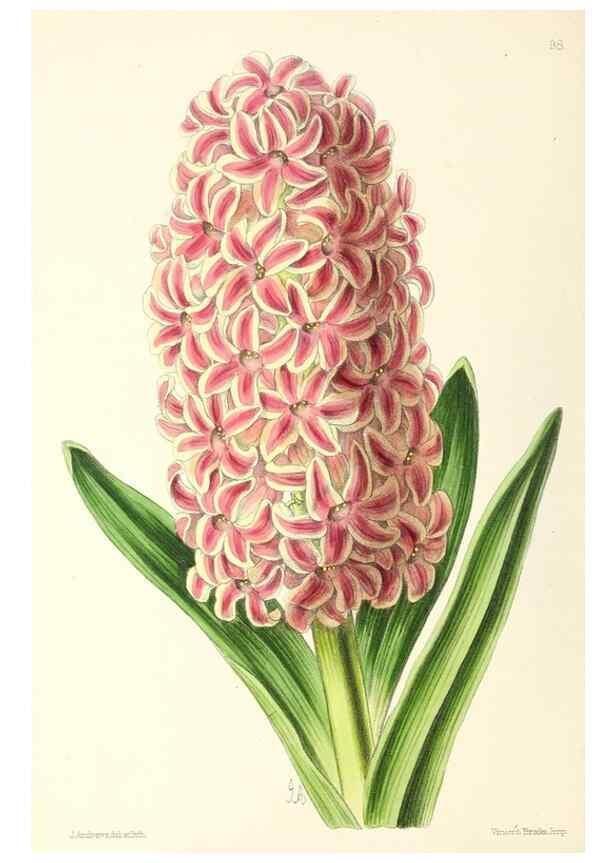 Reproducción/Reproduction 49797773922: The floral magazine;. London,L. Reeve & Co.. 