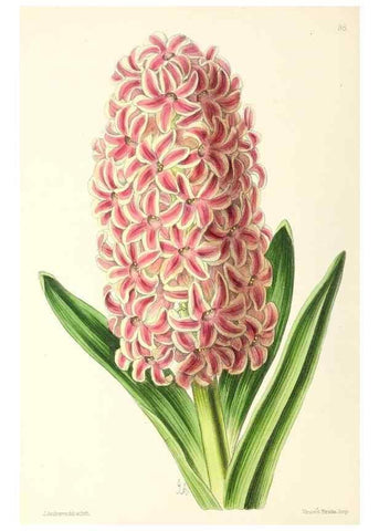 Reproducción/Reproduction 49797773922: The floral magazine;. London,L. Reeve & Co.. 