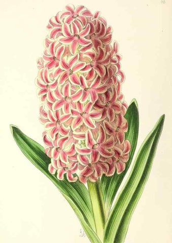 Reproducción/Reproduction 49797773922: The floral magazine;. London,L. Reeve & Co.. 