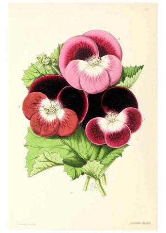 Reproducción/Reproduction 49797463976: The floral magazine;. London,L. Reeve & Co.. 