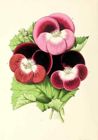 Reproducción/Reproduction 49797463976: The floral magazine;. London,L. Reeve & Co.. 
