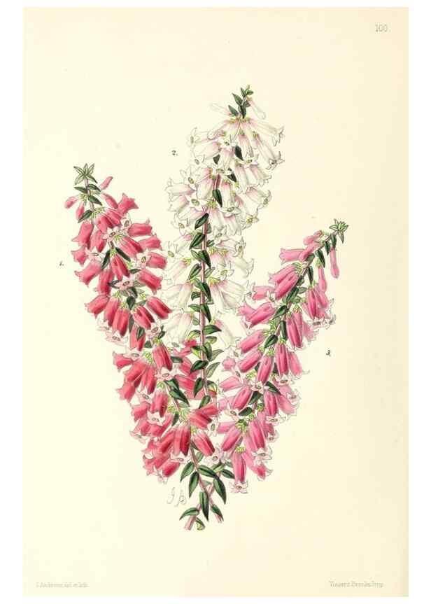 Reproducción/Reproduction 49797774517: The floral magazine;. London,L. Reeve & Co.. 