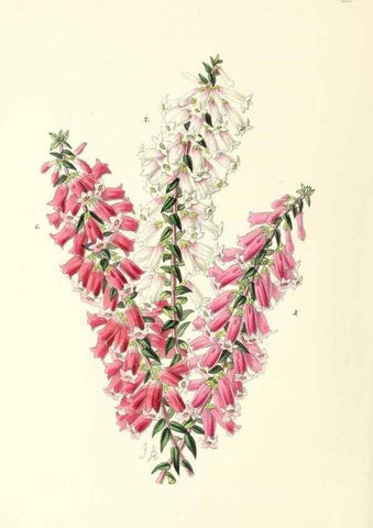 Reproducción/Reproduction 49797774517: The floral magazine;. London,L. Reeve & Co.. 