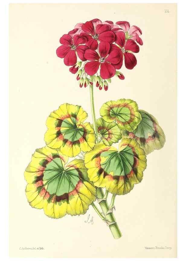 Reproducción/Reproduction 49796920103: The floral magazine;. London,L. Reeve & Co.. 