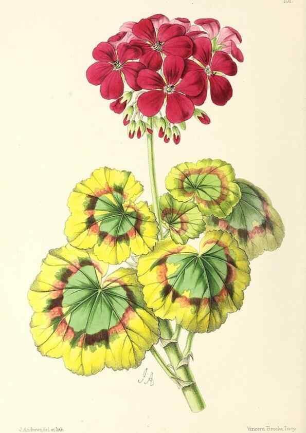 Reproducción/Reproduction 49796920103: The floral magazine;. London,L. Reeve & Co.. 