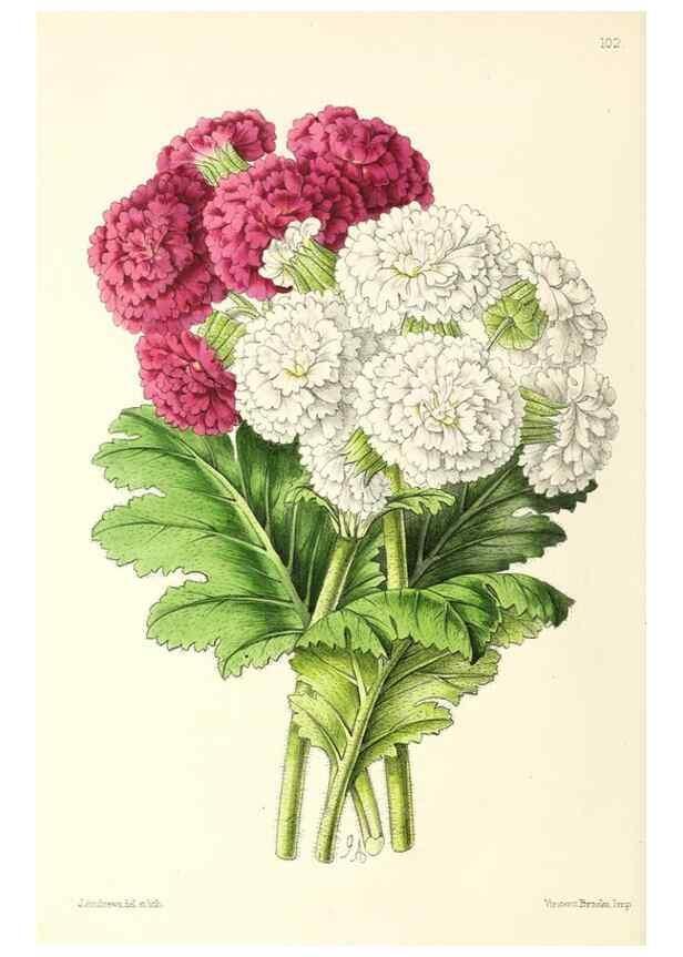Reproducción/Reproduction 49797464821: The floral magazine;. London,L. Reeve & Co.. 