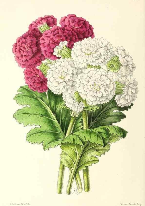 Reproducción/Reproduction 49797464821: The floral magazine;. London,L. Reeve & Co.. 