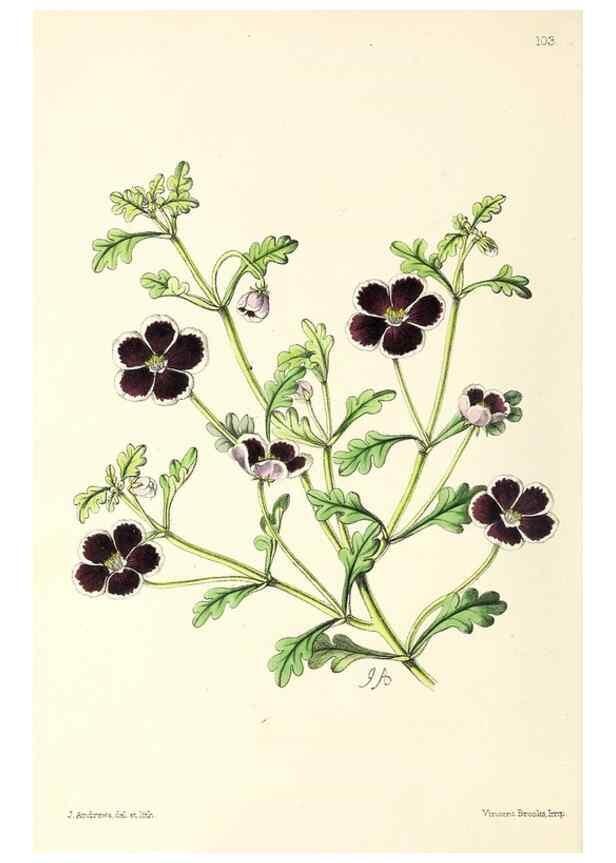 Reproducción/Reproduction 49797465051: The floral magazine;. London,L. Reeve & Co.. 