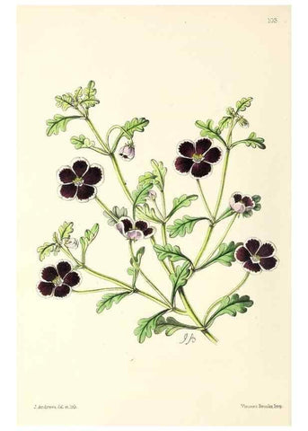 Reproducción/Reproduction 49797465051: The floral magazine;. London,L. Reeve & Co.. 