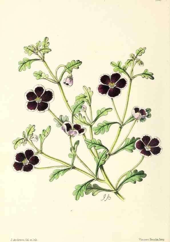 Reproducción/Reproduction 49797465051: The floral magazine;. London,L. Reeve & Co.. 