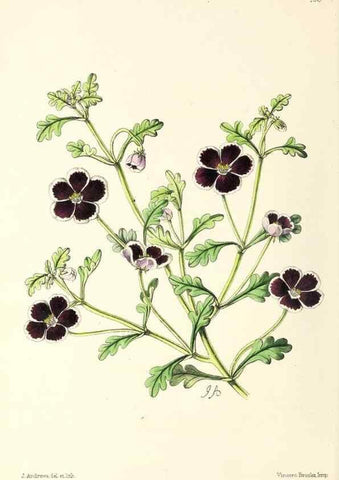 Reproducción/Reproduction 49797465051: The floral magazine;. London,L. Reeve & Co.. 