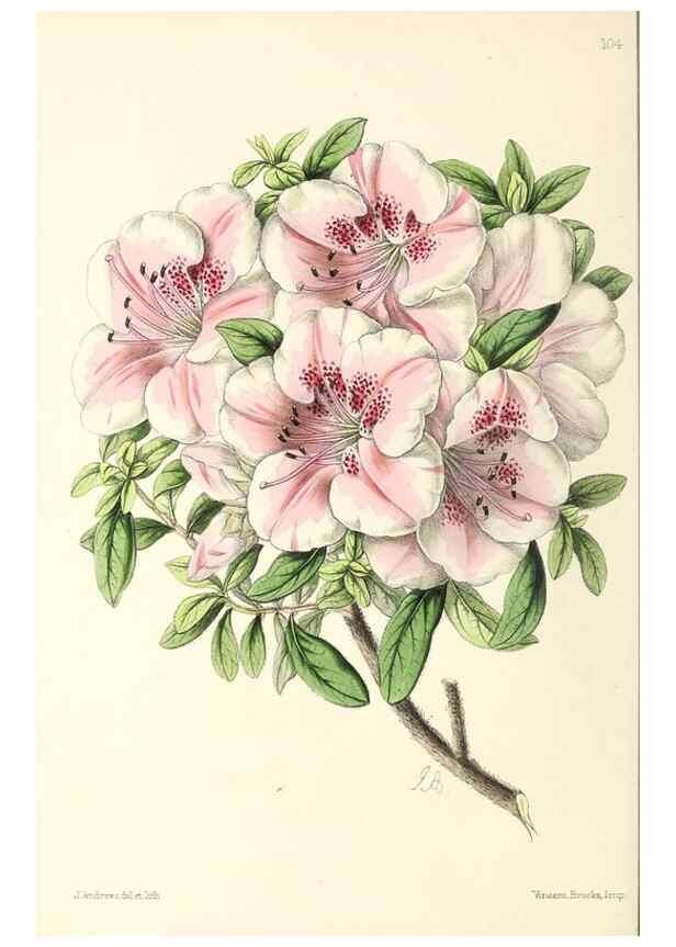 Reproducción/Reproduction 49797465311: The floral magazine;. London,L. Reeve & Co.. 