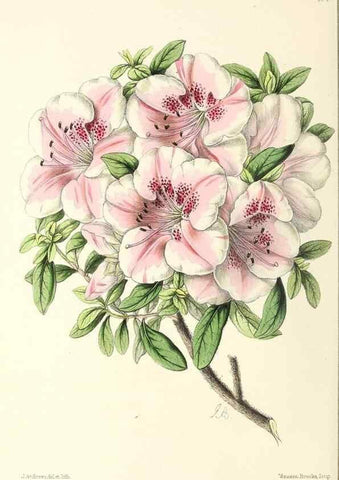 Reproducción/Reproduction 49797465311: The floral magazine;. London,L. Reeve & Co.. 