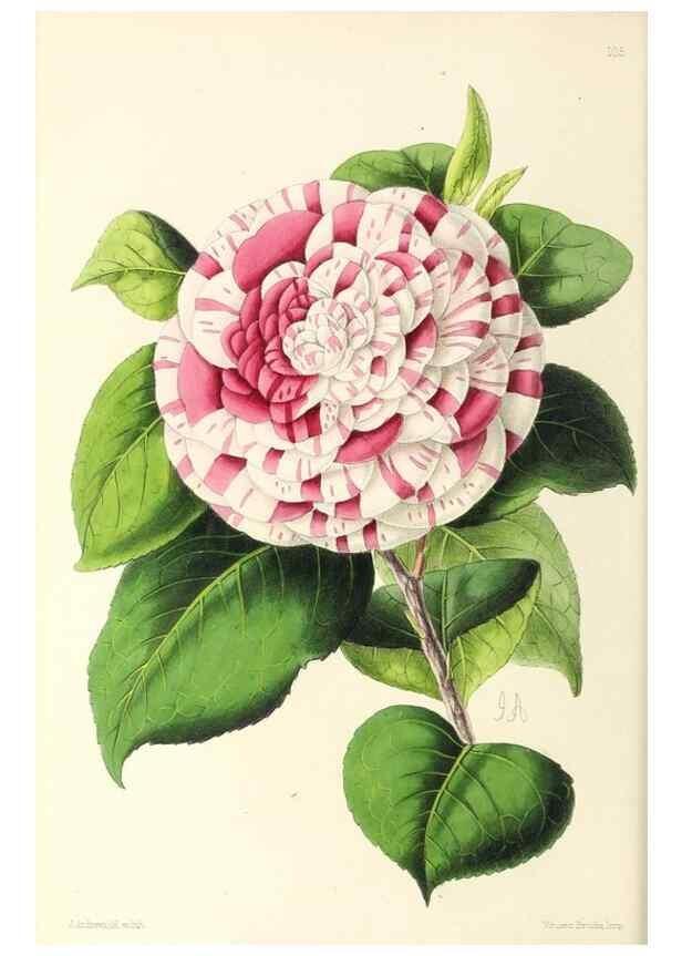 Reproducción/Reproduction 49797776017: The floral magazine;. London,L. Reeve & Co.. 