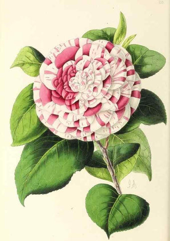 Reproducción/Reproduction 49797776017: The floral magazine;. London,L. Reeve & Co.. 
