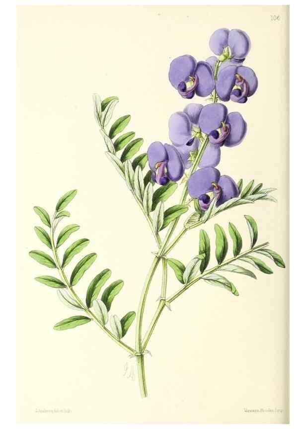 Reproducción/Reproduction 49797776262: The floral magazine;. London,L. Reeve & Co.. 