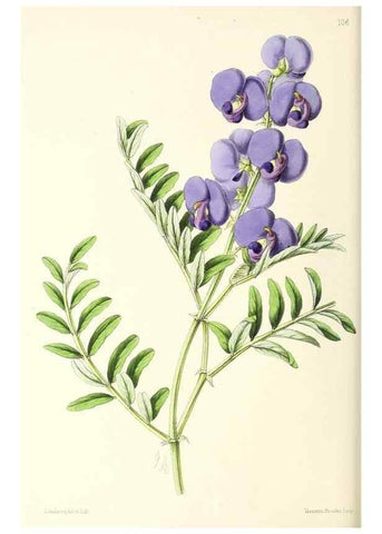 Reproducción/Reproduction 49797776262: The floral magazine;. London,L. Reeve & Co.. 