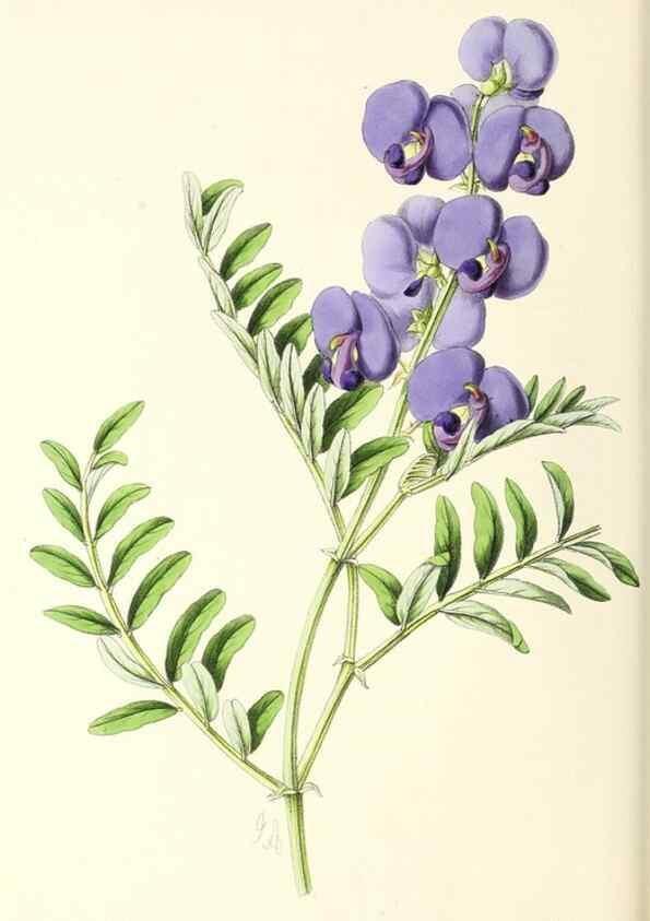 Reproducción/Reproduction 49797776262: The floral magazine;. London,L. Reeve & Co.. 
