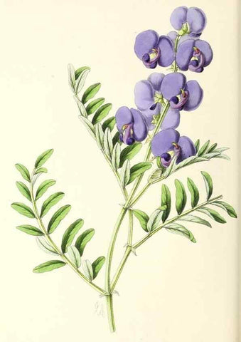 Reproducción/Reproduction 49797776262: The floral magazine;. London,L. Reeve & Co.. 