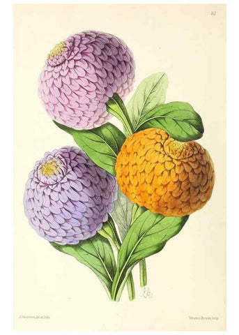 Reproducción/Reproduction 49797461616: The floral magazine;. London,L. Reeve & Co.. 