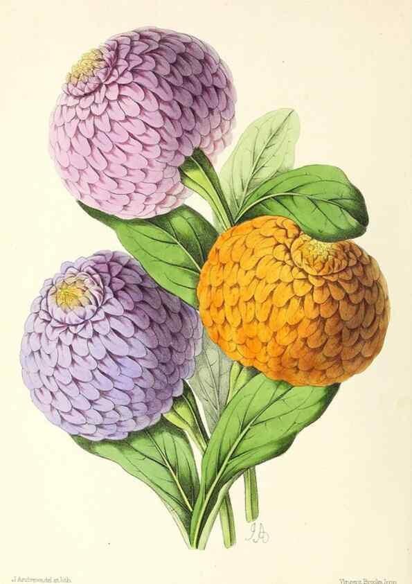Reproducción/Reproduction 49797461616: The floral magazine;. London,L. Reeve & Co.. 