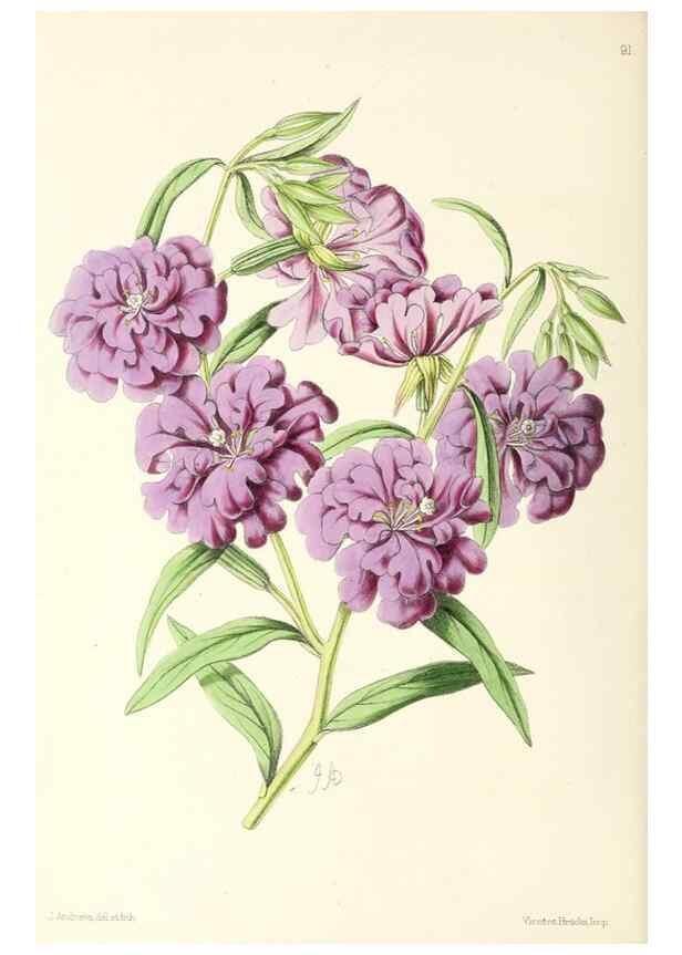 Reproducción/Reproduction 49797461176: The floral magazine;. London,L. Reeve & Co.. 