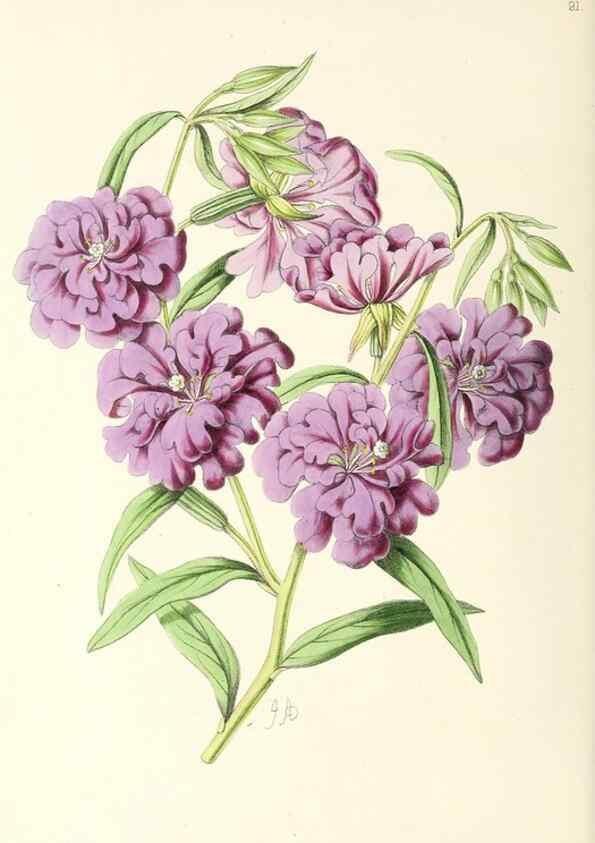 Reproducción/Reproduction 49797461176: The floral magazine;. London,L. Reeve & Co.. 