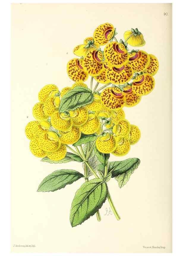 Reproducción/Reproduction 49796916153: The floral magazine;. London,L. Reeve & Co.. 